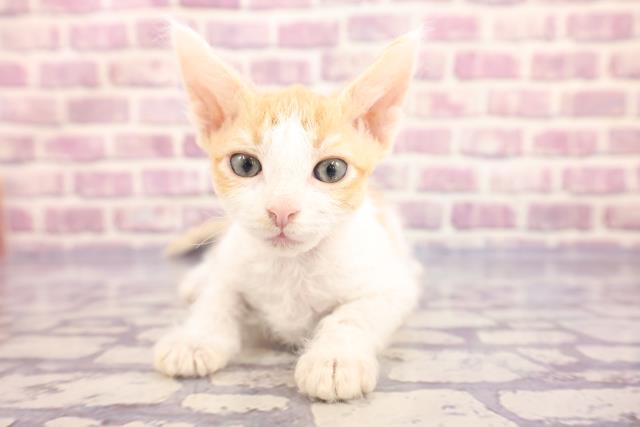 福岡県のラパーマ (Coo&RIKU福岡古賀店/2022年12月15日生まれ/女の子/レッドタビーホワイト)の子猫
