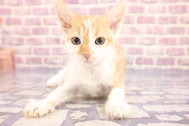 熊本県のラパーマ (Coo&RIKU宇土シティモール店/2022年12月15日生まれ/女の子/レッドタビーホワイト)の子猫