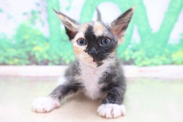 鹿児島県のラパーマ (Coo&RIKU鹿児島店/2022年12月15日生まれ/女の子/トーティーホワイト)の子猫
