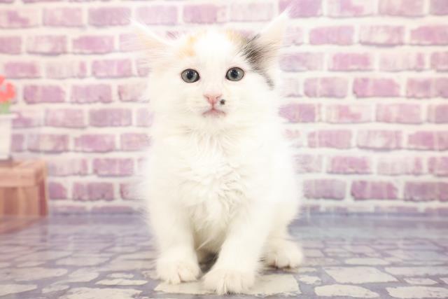 神奈川県のメインクーン (Coo&RIKU長津田店/2022年12月14日生まれ/女の子/ブラウンパッチドタビーホワイト)の子猫