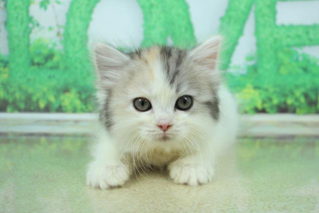 兵庫県のラガマフィン (Coo&RIKU神戸三宮店/2022年12月18日生まれ/女の子/シルバーパッチドタビーホワイト)の子猫