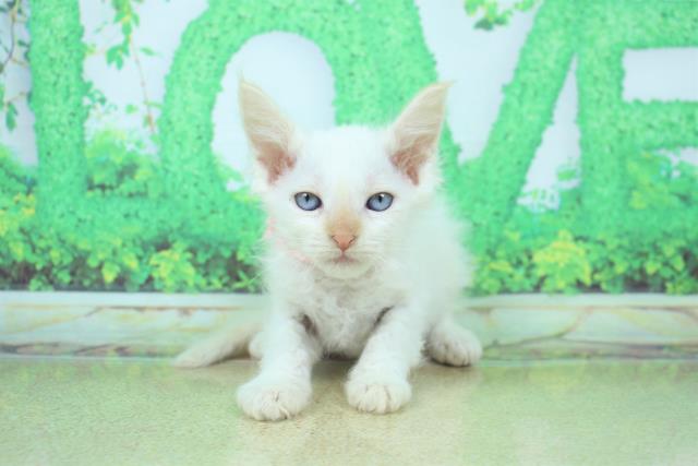 兵庫県のラパーマ (Coo&RIKU尼崎店/2022年12月16日生まれ/女の子/レッドポイント)の子猫