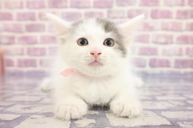 長野県のサイベリアン (Coo&RIKU松本店/2022年12月21日生まれ/女の子/ブルーホワイト)の子猫