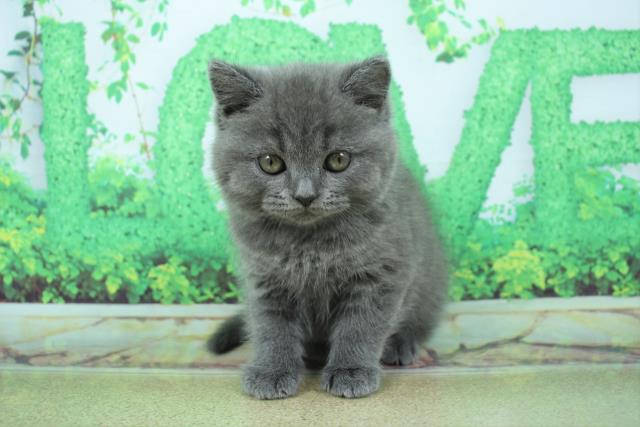 群馬県のブリティッシュショートヘアー (Coo&RIKU前橋店/2022年12月22日生まれ/女の子/ブルー)の子猫