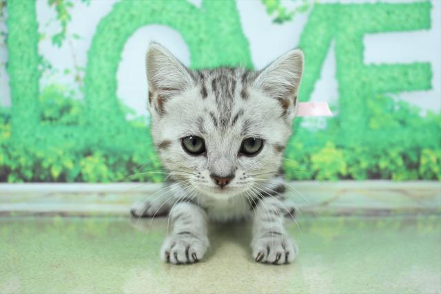 北海道のアメリカンショートヘアー (Coo&RIKU旭川店/2022年12月21日生まれ/女の子/シルバータビー)の子猫