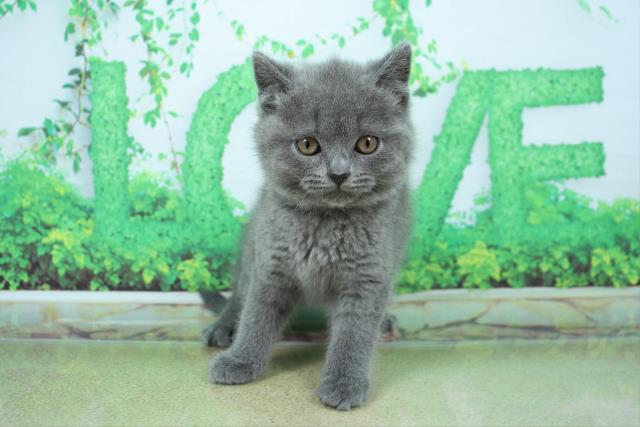 兵庫県のブリティッシュショートヘアー (Coo&RIKU尼崎店/2022年12月21日生まれ/女の子/ブルー)の子猫