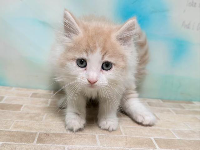 ノルウェージャン・フォレストキャット