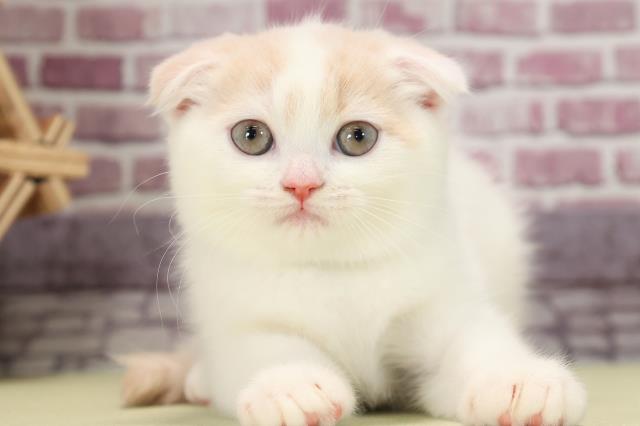 長野県のスコティッシュフォールド (Coo&RIKU松本店/2022年12月20日生まれ/女の子/クリームタビーホワイト)の子猫