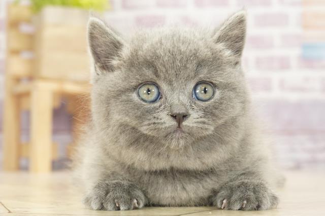 群馬県のブリティッシュロングヘアー (Coo&RIKU前橋店/2022年12月26日生まれ/女の子/ブルー)の子猫