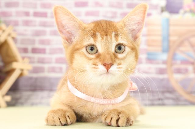 神奈川県のアビシニアン (Coo&RIKU江の島店/2022年12月25日生まれ/女の子/レッド(赤))の子猫