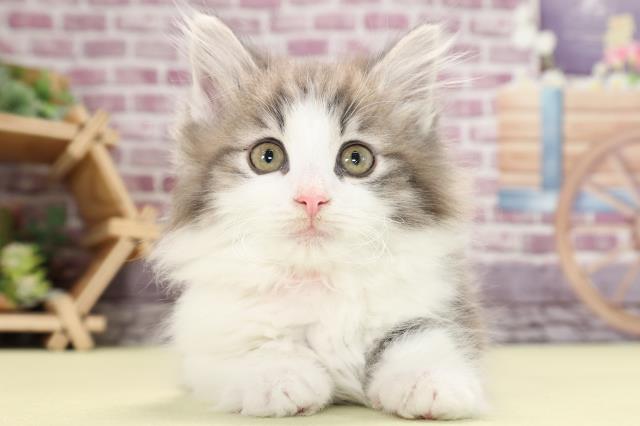 ノルウェージャン・フォレストキャット