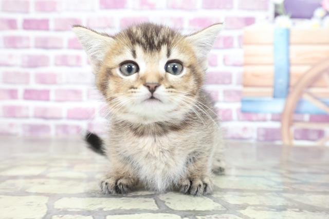 神奈川県のマンチカン (Coo&RIKU日吉店/2023年1月1日生まれ/女の子/ブラウンタビー)の子猫
