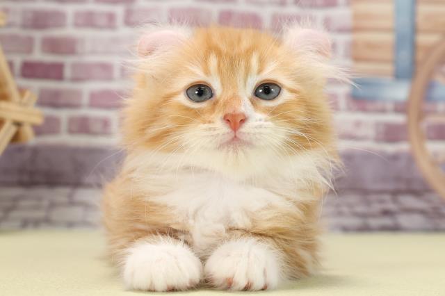 千葉県のアメリカンカール (Coo&RIKU東船橋店/2022年12月30日生まれ/女の子/レッドタビーホワイト)の子猫