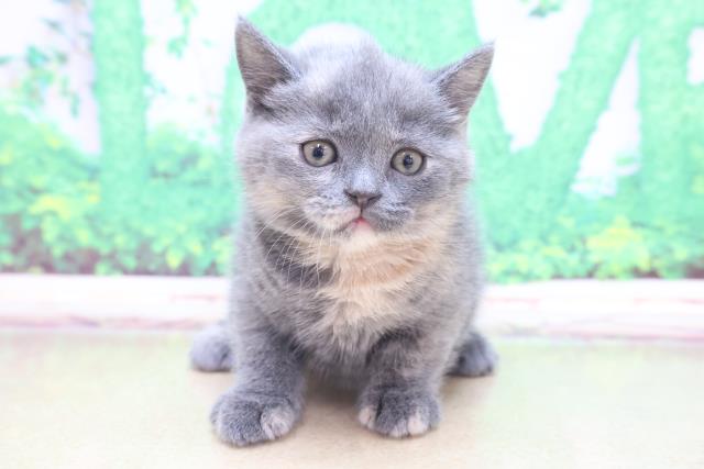 ブリティッシュショートヘアー