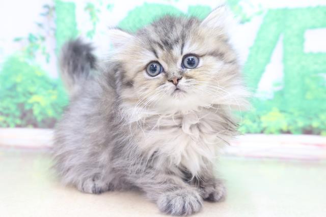 新潟県のペルシャ (Coo&RIKU新潟東店/2023年1月5日生まれ/女の子/チンチラゴールデン)の子猫の3枚目の画像
