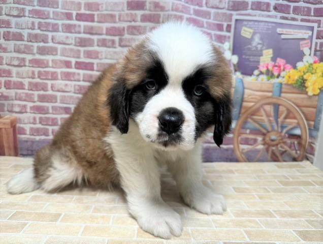 値下げ中=セントバーナード子犬 | www.nsi-samy.com