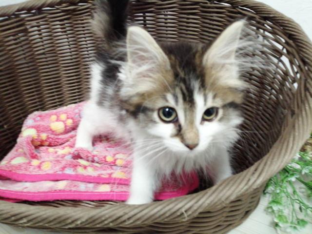 ノルウェージャン・フォレストキャット