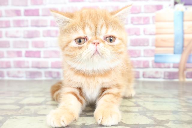 エキゾチック