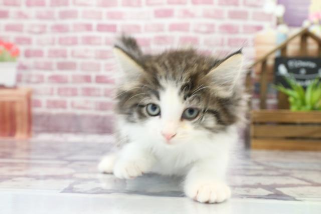 ノルウェージャン・フォレストキャット