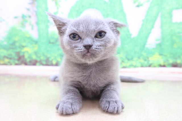 茨城県のブリティッシュショートヘアー (Coo&RIKU筑西店/2023年1月11日生まれ/女の子/ブルー)の子猫