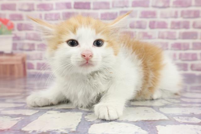 ノルウェージャン・フォレストキャット