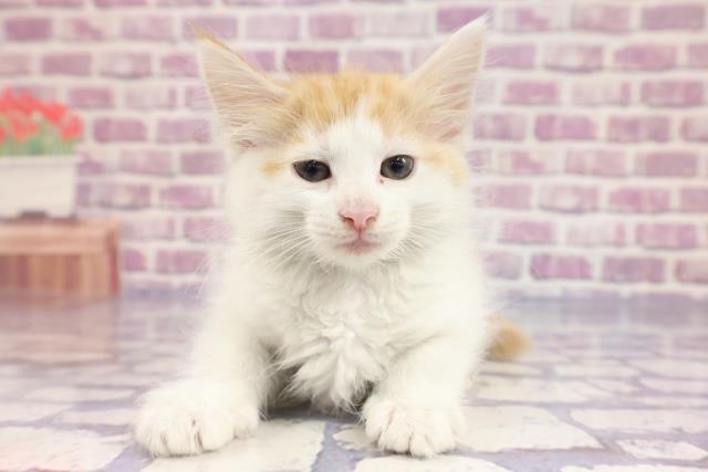 奈良県のノルウェージャンフォレストキャット (Coo&RIKU天理店/2023年1月11日生まれ/男の子/レッドタビーホワイト)の子猫