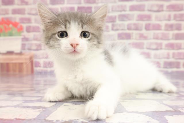ノルウェージャン・フォレストキャット