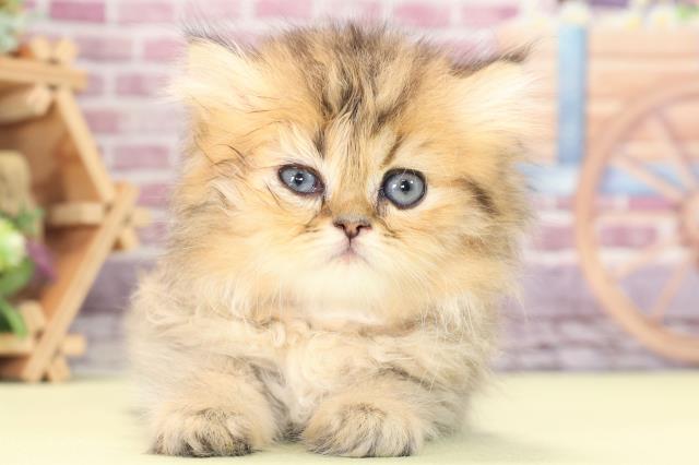 長野県のペルシャ (Coo&RIKU松本店/2023年1月11日生まれ/女の子/チンチラゴールデン)の子猫