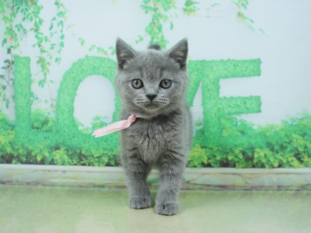 青森県のブリティッシュショートヘアー (Coo&RIKU青森店/2023年1月10日生まれ/女の子/ブルー)の子猫