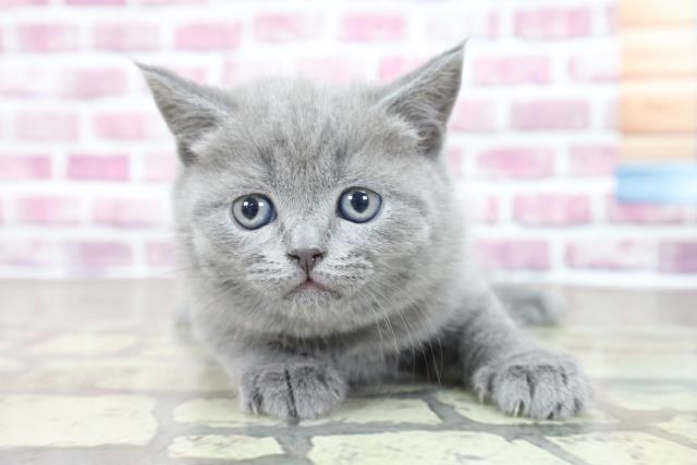 東京都のブリティッシュショートヘアー (Coo&RIKU吉祥寺店/2023年1月15日生まれ/女の子/ブルー)の子猫