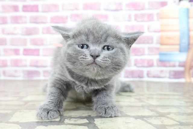 新潟県のブリティッシュショートヘアー (Coo&RIKU長岡店/2023年1月15日生まれ/女の子/ブルー)の子猫