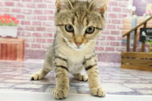 静岡県のマンチカン (Coo&RIKU静岡SBS通り店/2022年12月13日生まれ/女の子/ブラウンタビー)の子猫の1枚目の画像