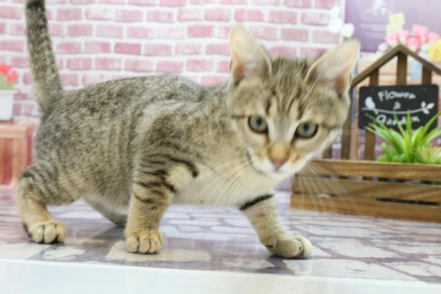 静岡県のマンチカン (Coo&RIKU静岡SBS通り店/2022年12月13日生まれ/女の子/ブラウンタビー)の子猫の2枚目の画像