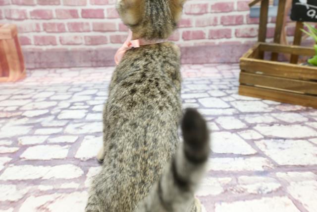 静岡県のマンチカン (Coo&RIKU静岡SBS通り店/2022年12月13日生まれ/女の子/ブラウンタビー)の子猫の4枚目の画像