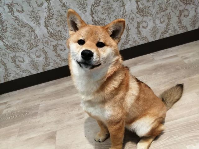 柴犬