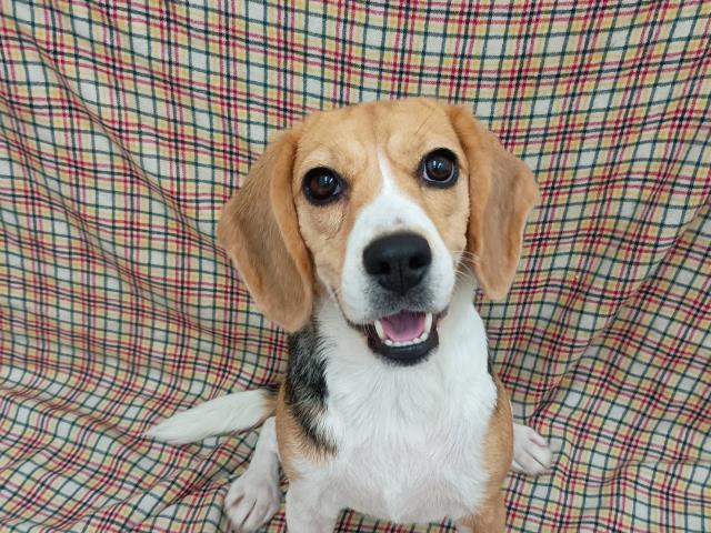 ビーグル