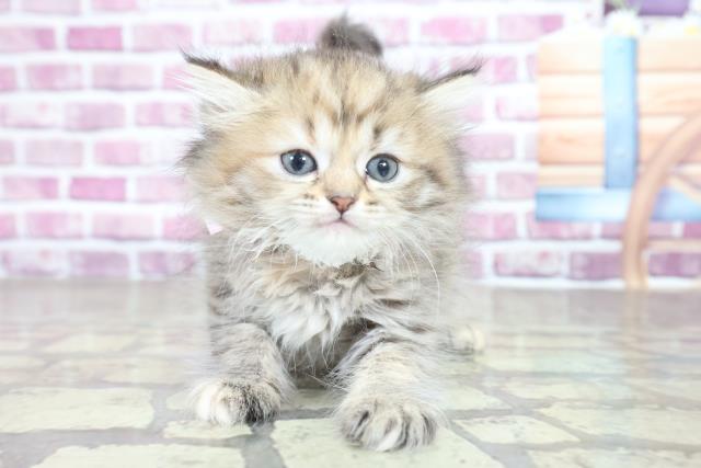 千葉県のラガマフィン (Coo&RIKU南柏店/2023年1月22日生まれ/女の子/ブラウンタビー)の子猫