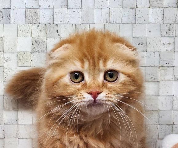 スコティッシュフォールド