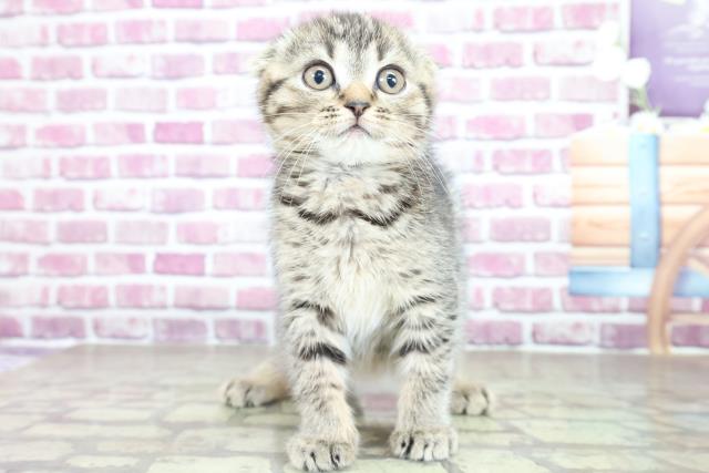 新潟県のスコティッシュフォールド (Coo&RIKU新潟東店/2023年1月18日生まれ/女の子/ブラウンティックドタビー)の子猫