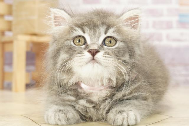 北海道のブリティッシュロングヘアー (Coo&RIKU帯広店/2023年1月21日生まれ/女の子/ブルータビー)の子猫