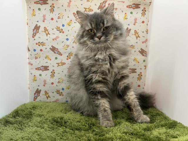 ブリティッシュロングヘアー