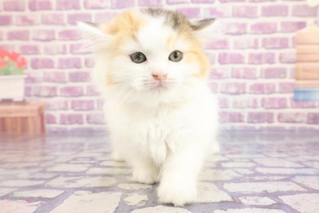 群馬県のラガマフィン (Coo&RIKU前橋店/2023年1月12日生まれ/女の子/キャリコ)の子猫
