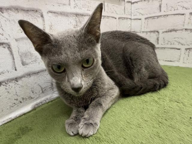 ペットショップCoo&RIKU | ロシアンブルー