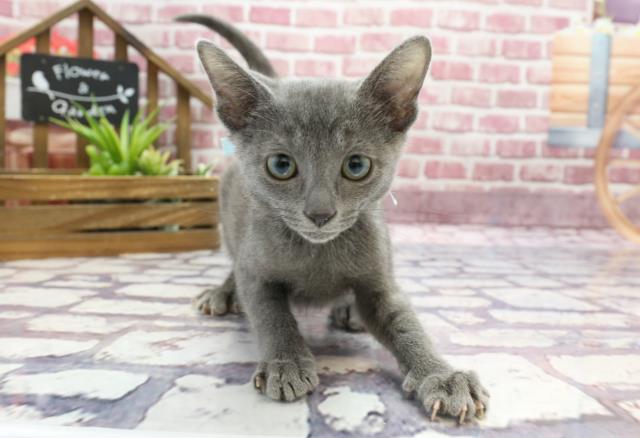 ペットショップCoo&RIKU | ロシアンブルー