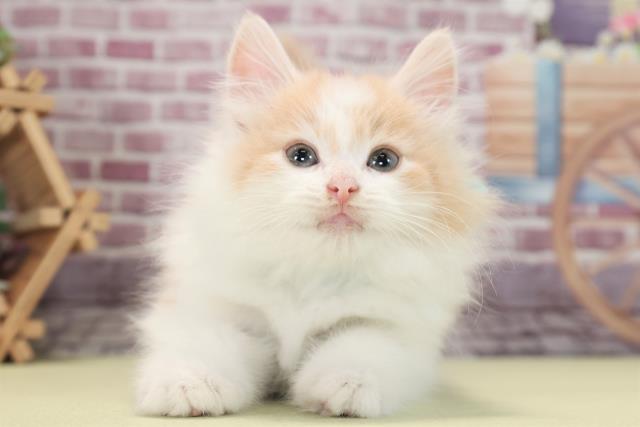ノルウェージャン・フォレストキャット