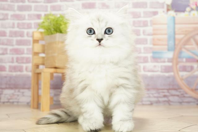 ラガマフィン