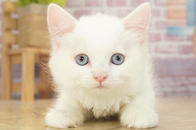 スコティッシュフォールド