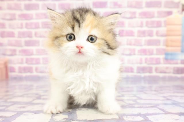 東京都のラガマフィン (Coo&RIKU秋葉原店/2023年1月26日生まれ/女の子/ブラウンパッチドタビーホワイト)の子猫