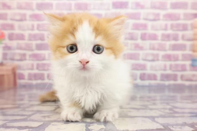 東京都のミヌエット (Coo&RIKU吉祥寺店/2023年1月26日生まれ/女の子/レッドタビーホワイト)の子猫