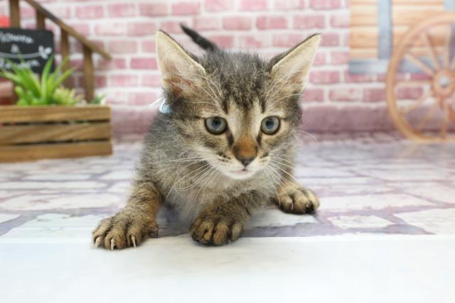 熊本県のスクーカム (Coo&RIKUカリーノ玉名店/2023年1月26日生まれ/男の子/ブラウンタビー)の子猫